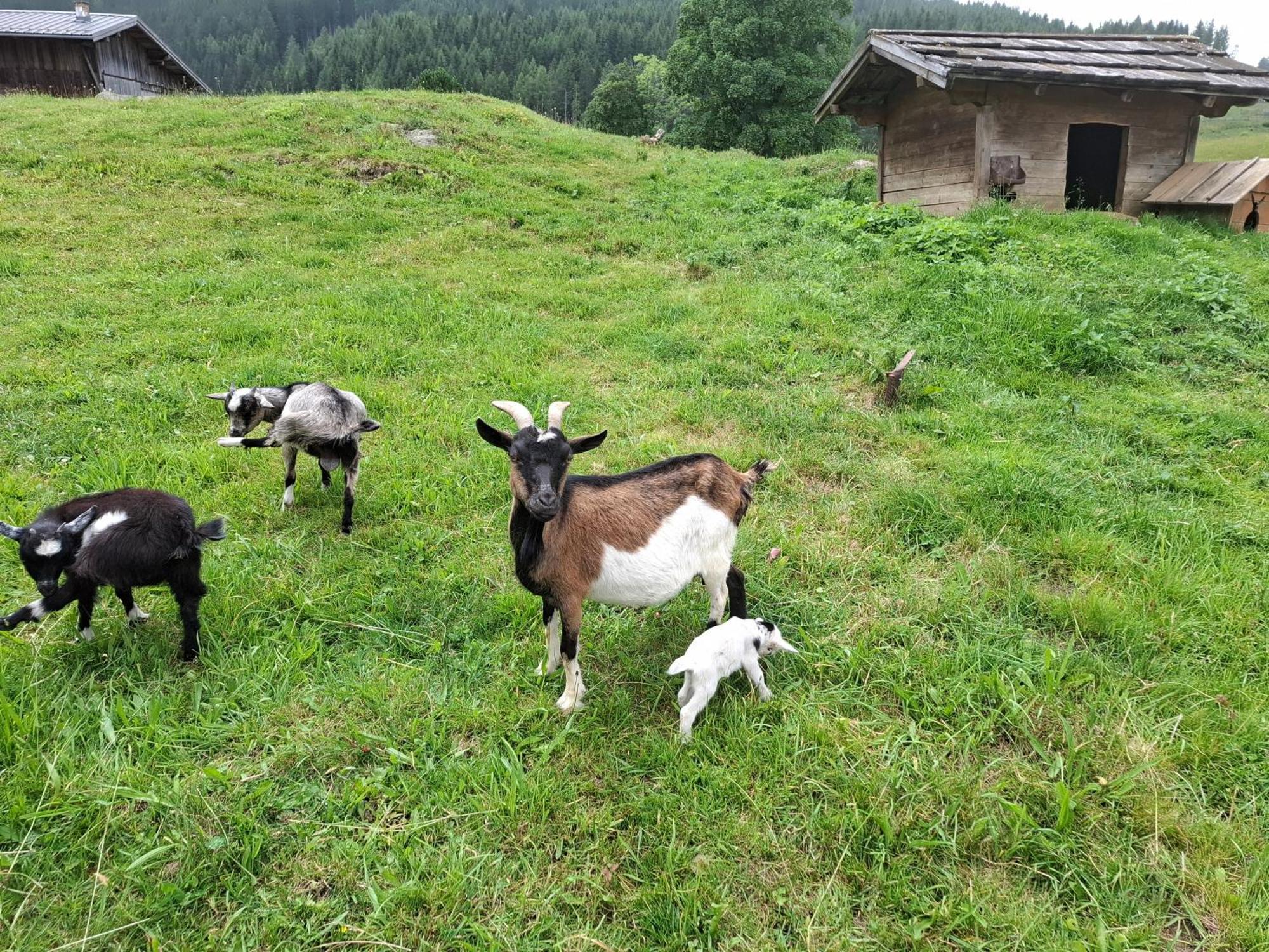 Pension Stammerhof Schladming Buitenkant foto