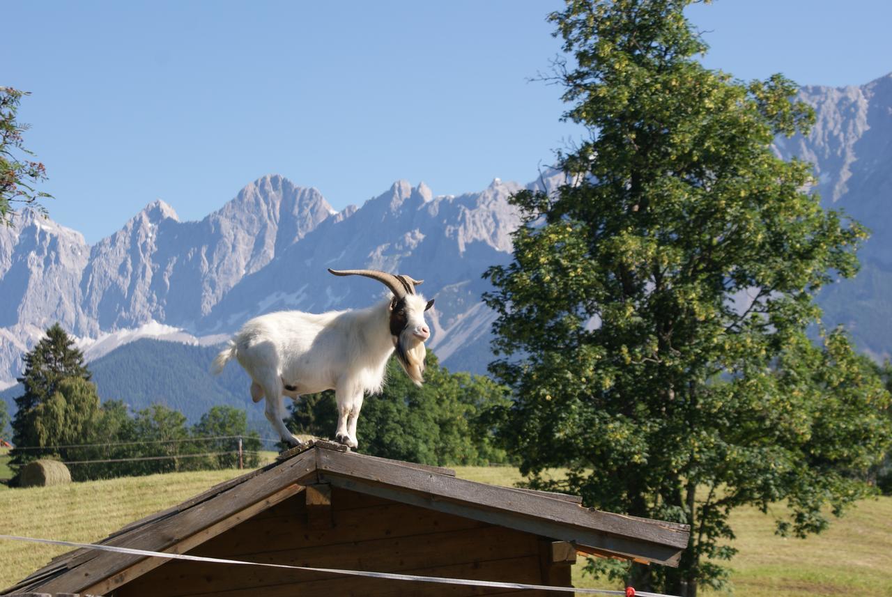 Pension Stammerhof Schladming Buitenkant foto